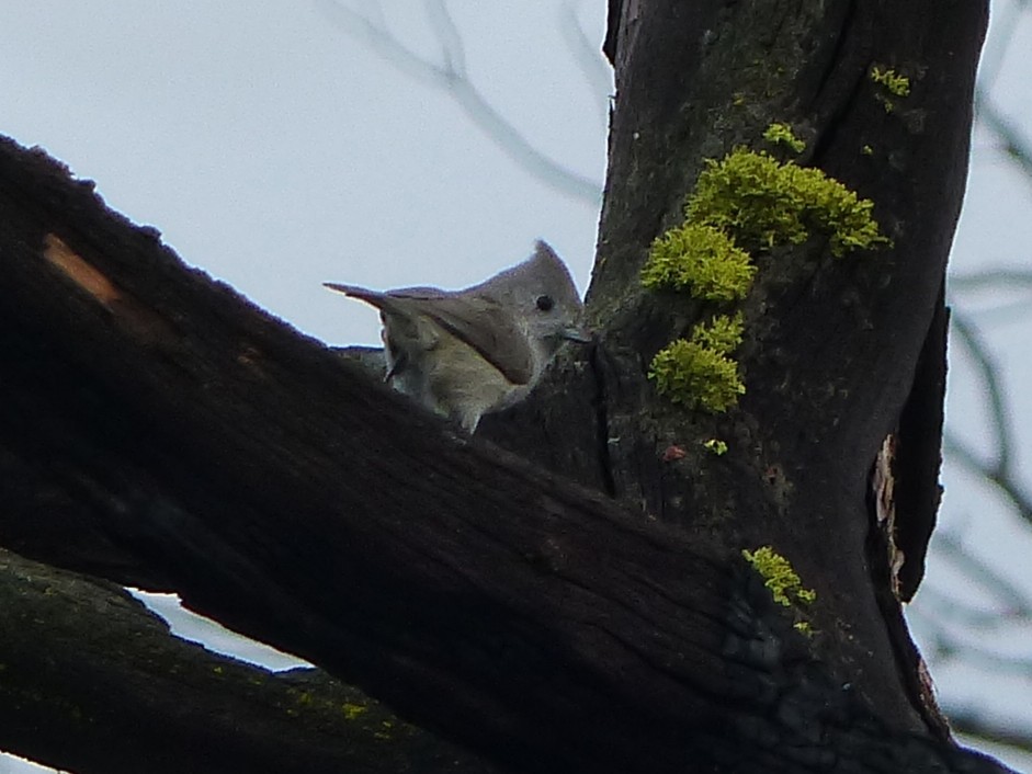 ハイエボシガラ - ML646130512