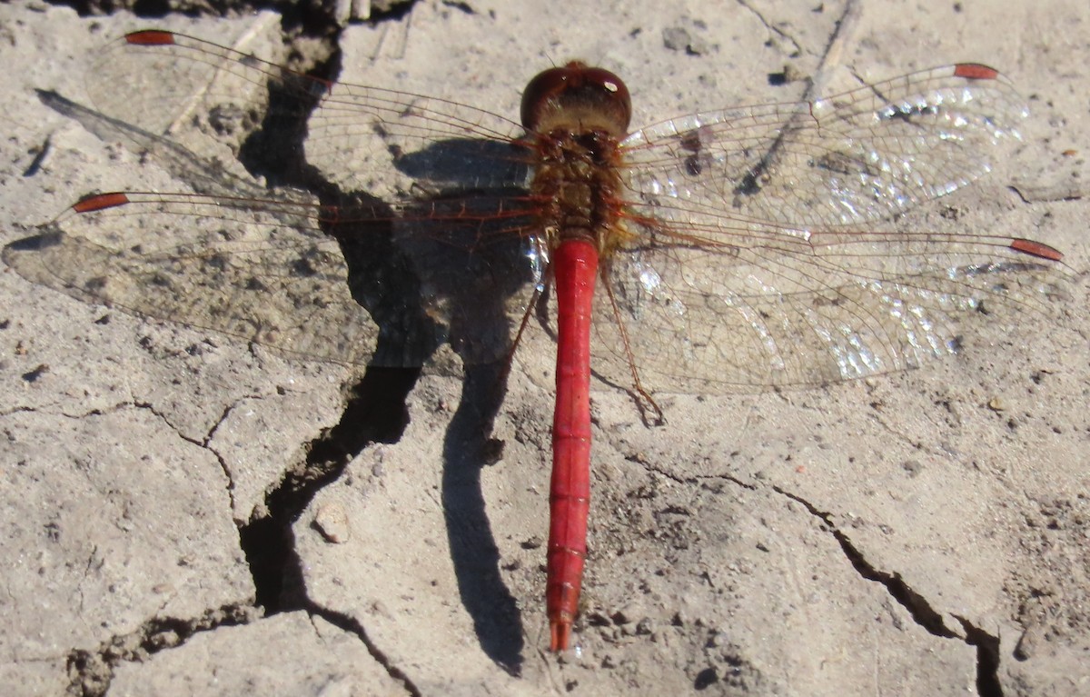 Autumn Meadowhawk - ML646130516