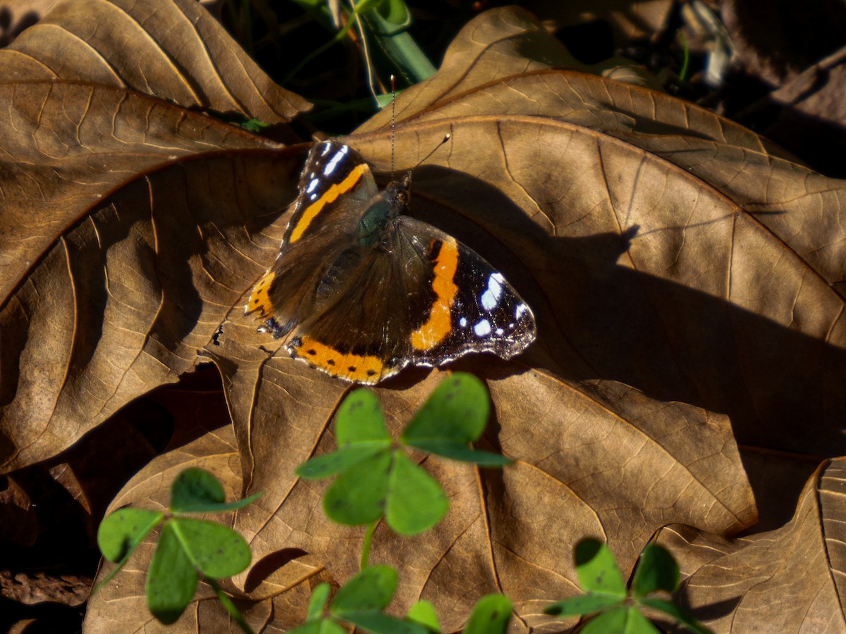 Red Admiral - ML646130528