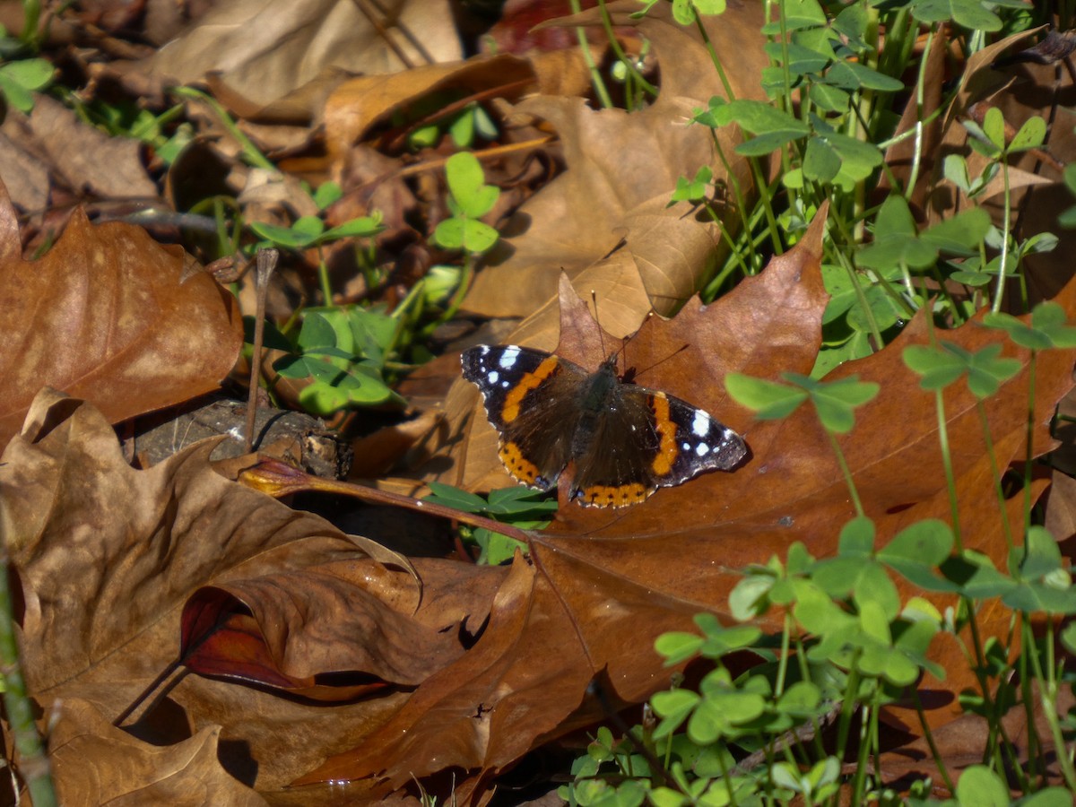 Red Admiral - ML646130529