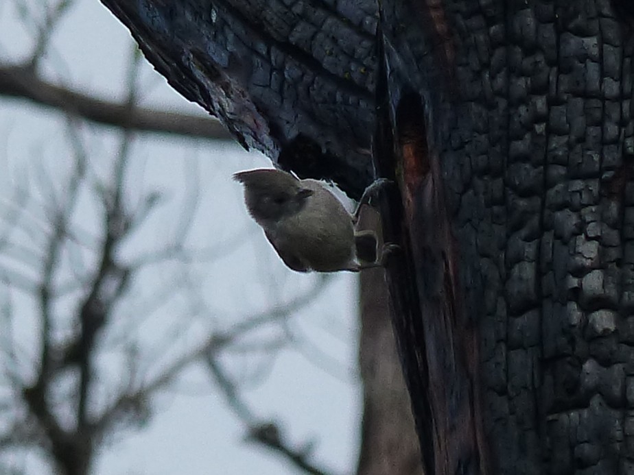 Oak Titmouse - ML646130535