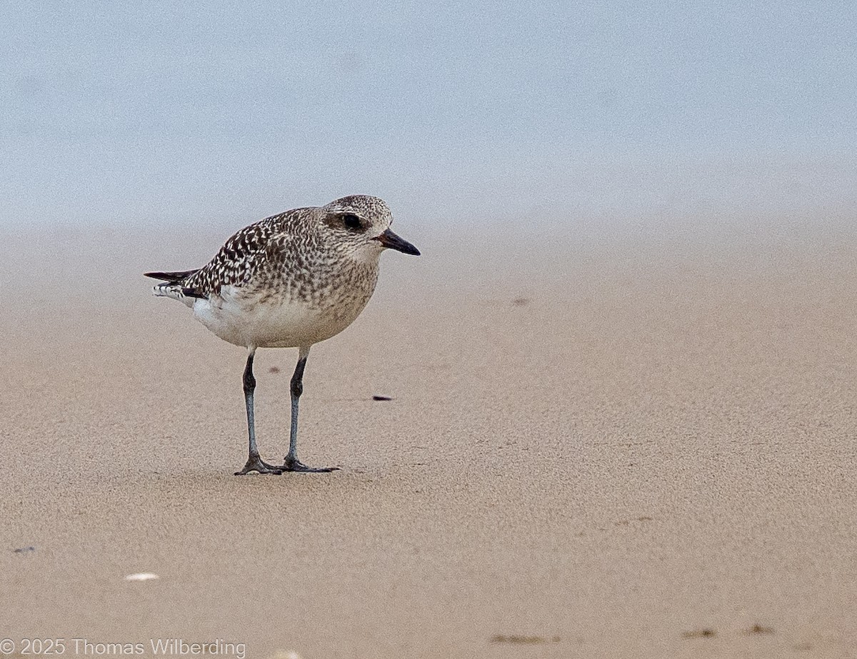 Chorlito Gris - ML646130539