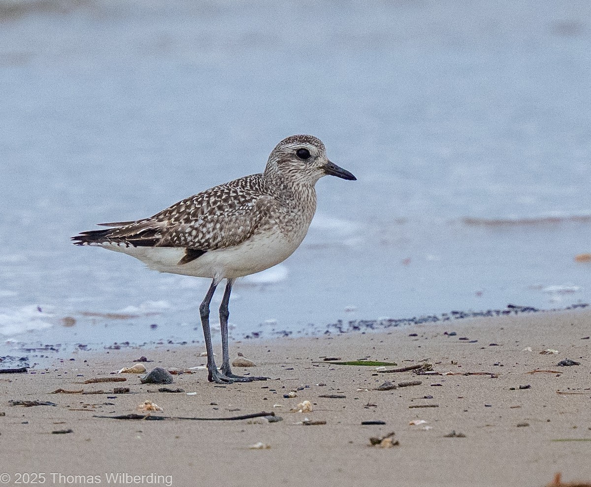 Chorlito Gris - ML646130540