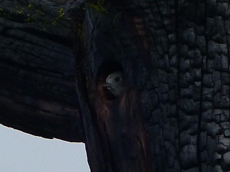 Oak Titmouse - ML646130544