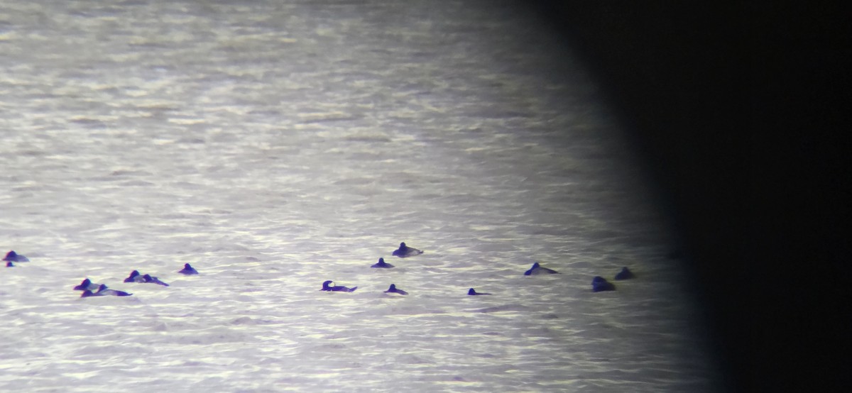 Hooded Merganser - ML646130547