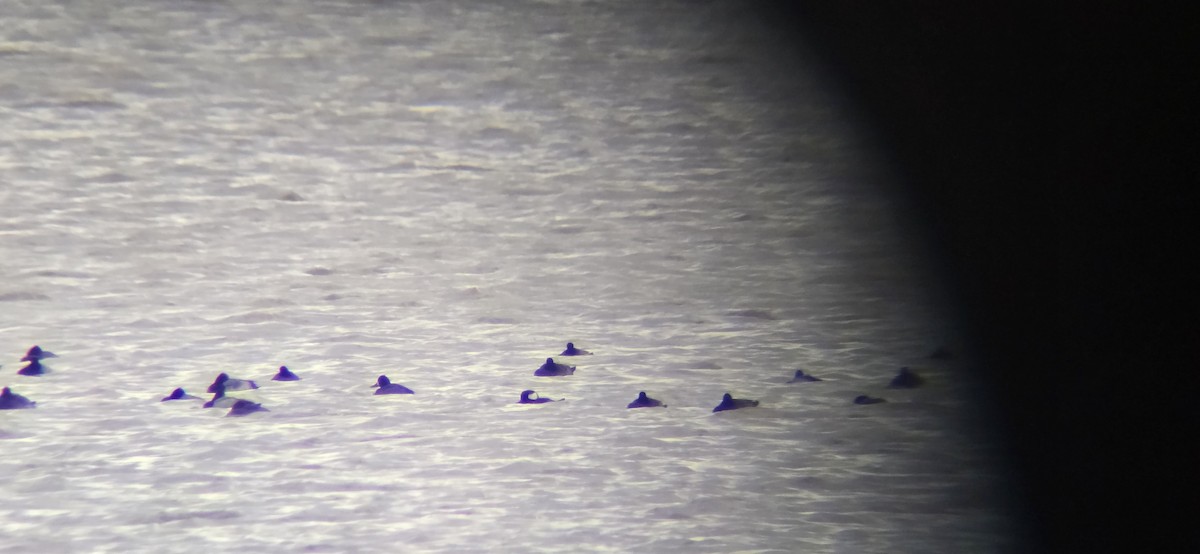 Hooded Merganser - ML646130548