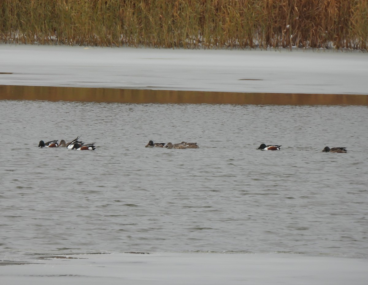 lžičák pestrý - ML646130556