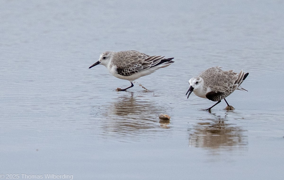 Sanderling - ML646130558