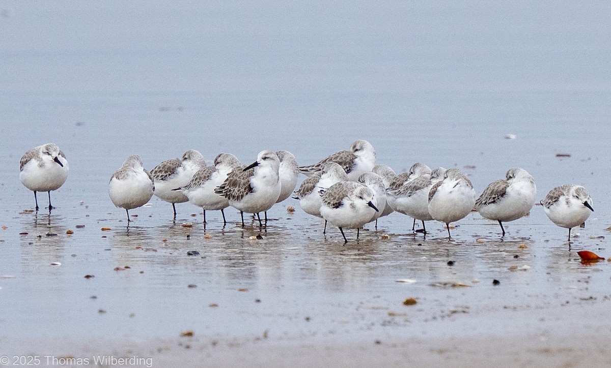 Sanderling - ML646130559