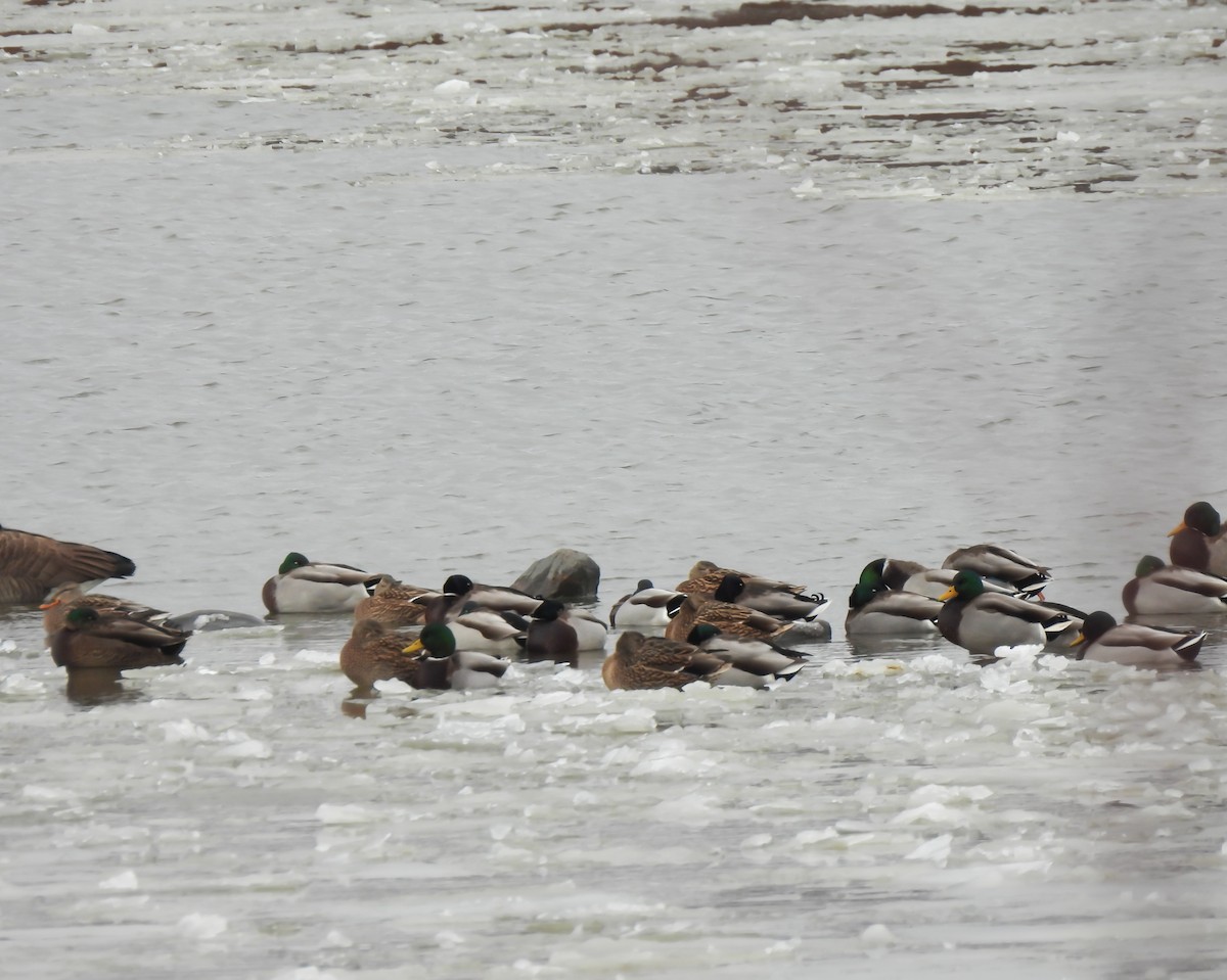 kachna divoká - ML646130562