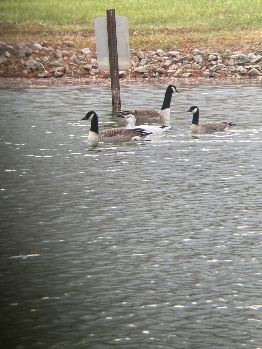 Cackling Goose - ML646130564