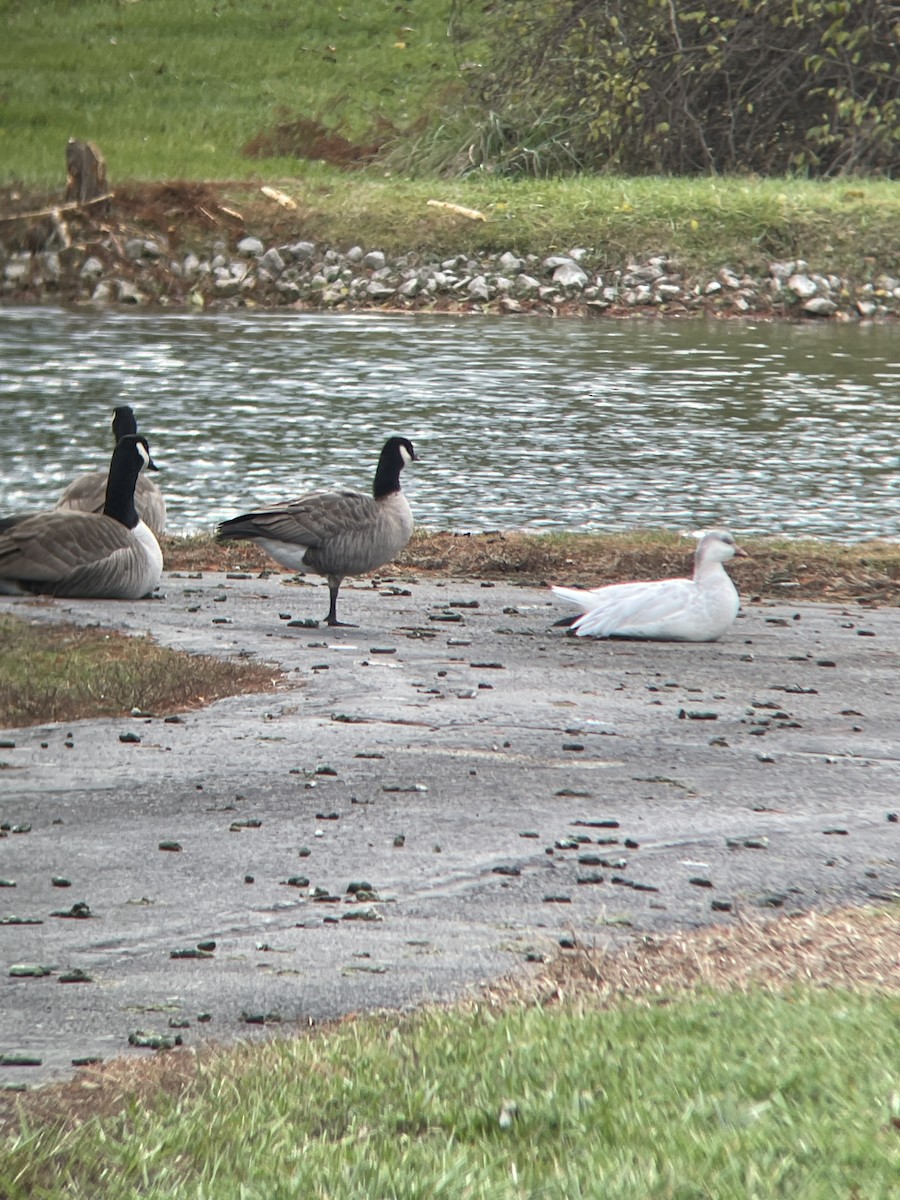 Cackling Goose - ML646130566