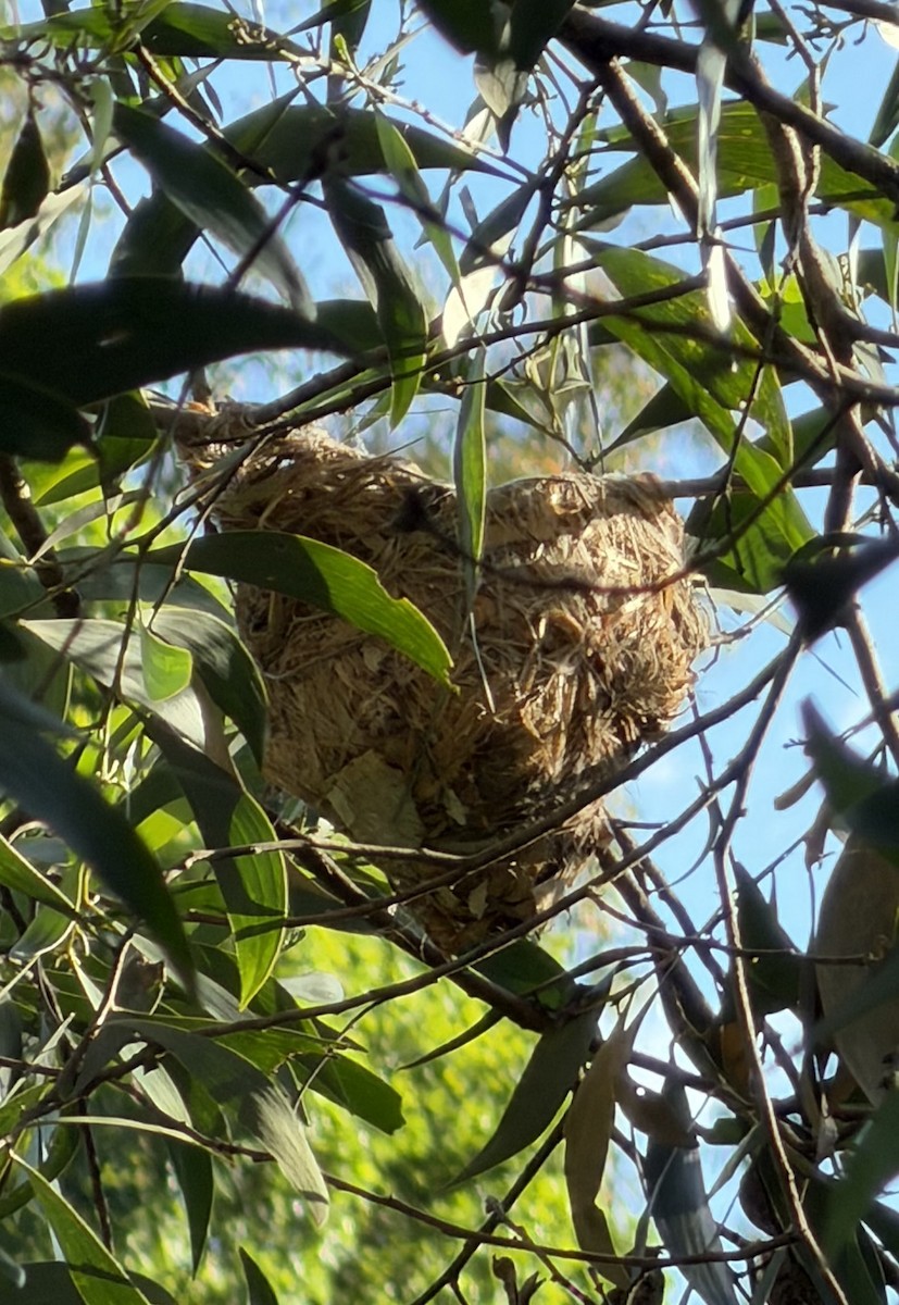 Noisy Friarbird - ML646130570
