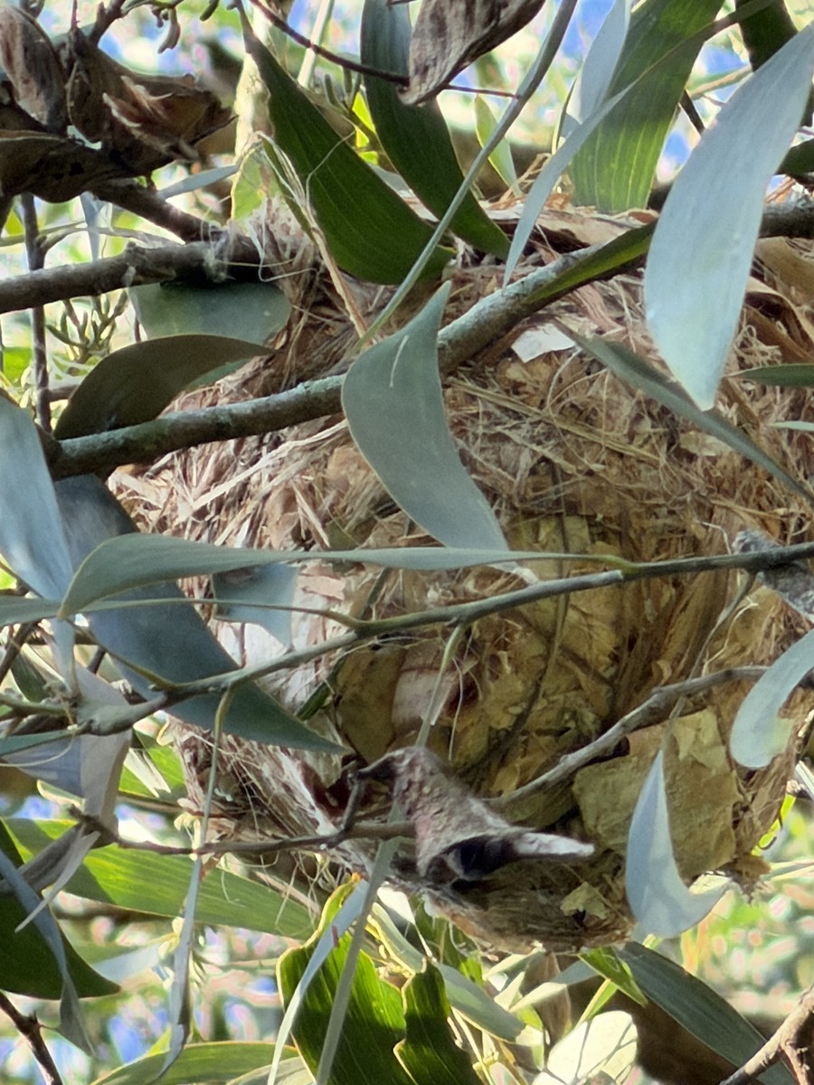 Noisy Friarbird - ML646130571