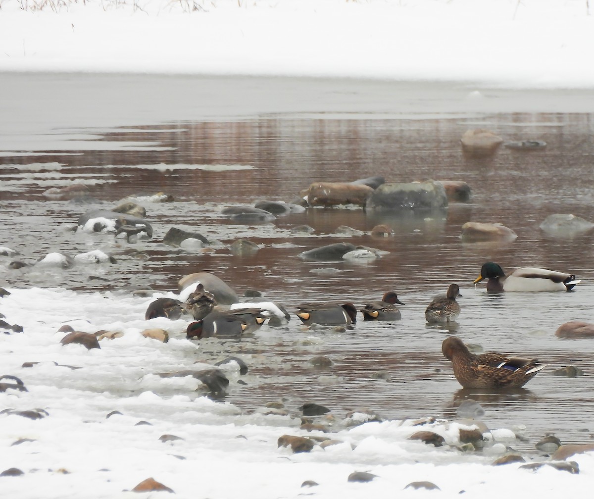 čírka obecná - ML646130572