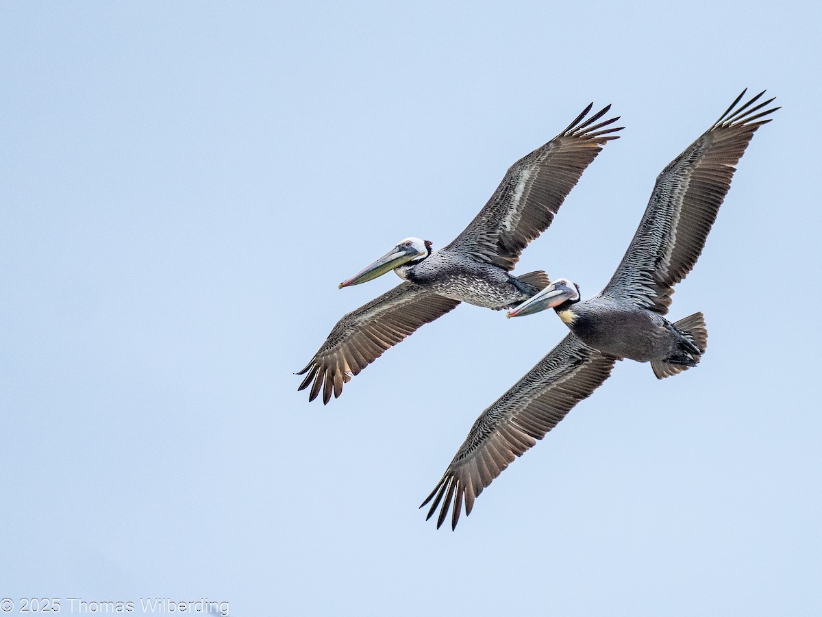 Brown Pelican - ML646130573