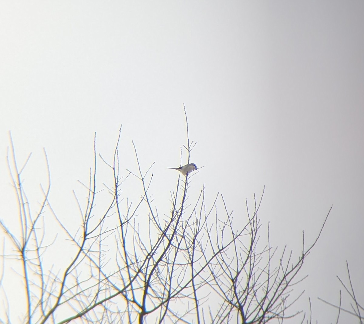 Умардын дунхай - ML646130576