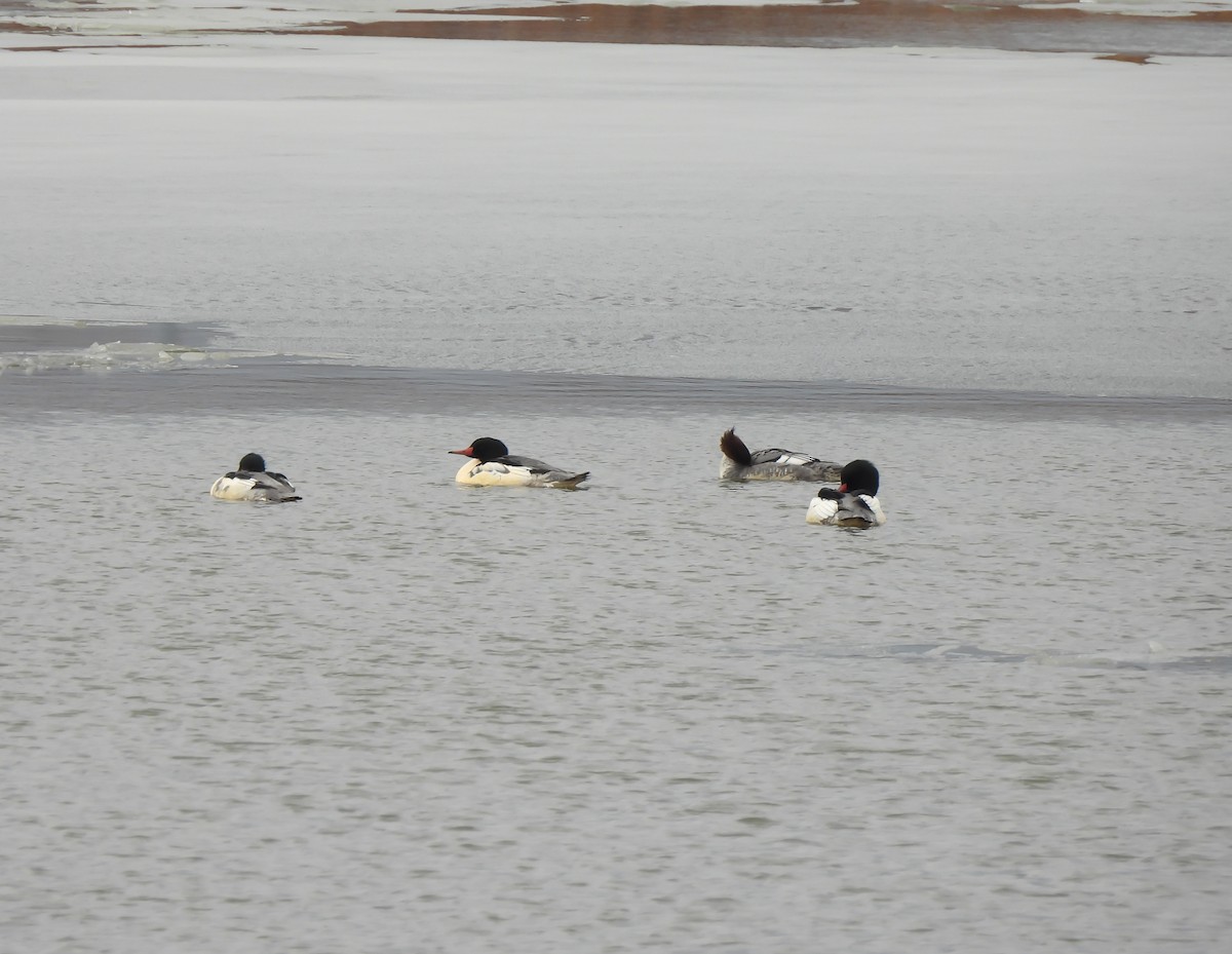 morčák velký - ML646130577