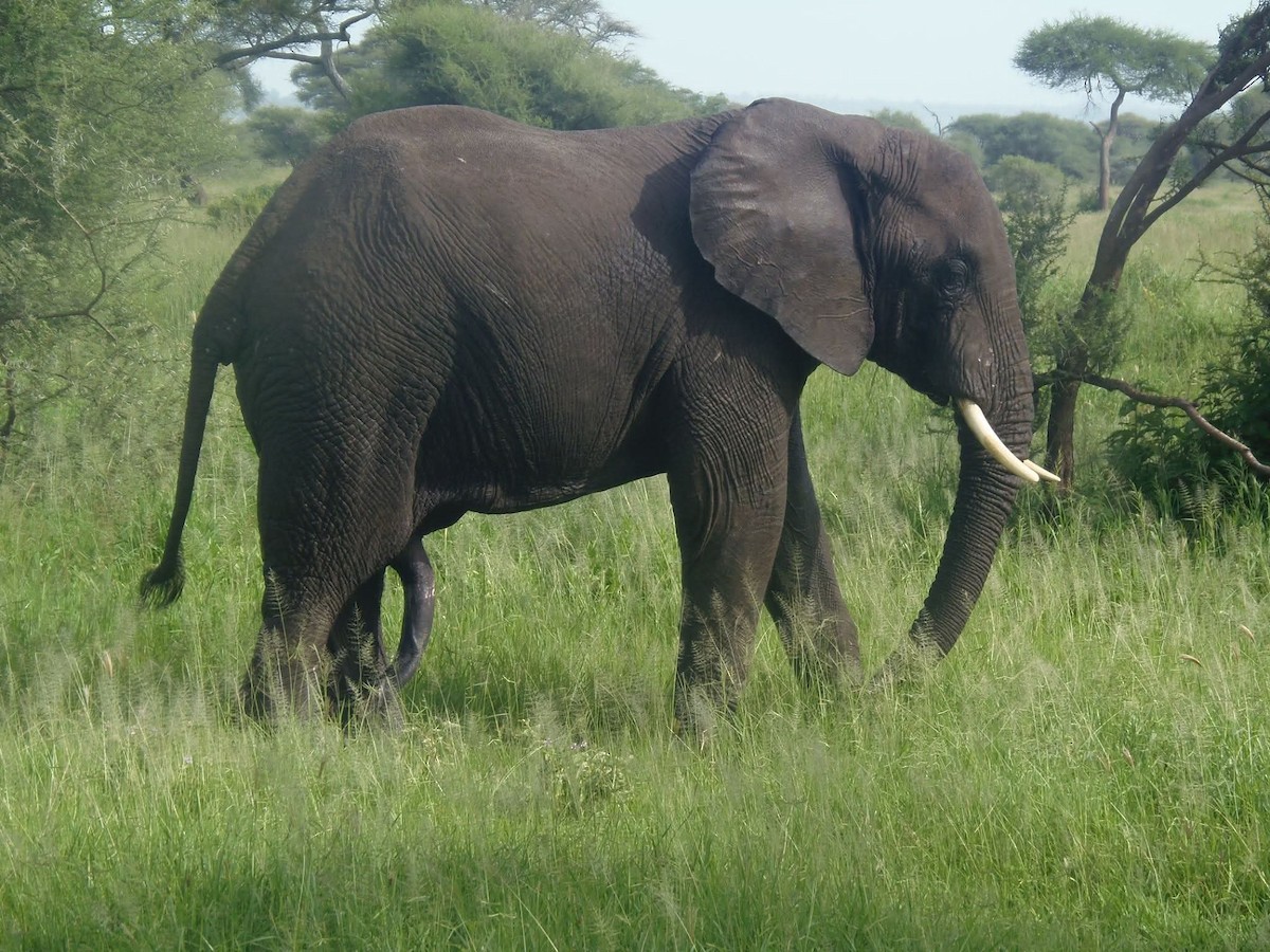 African Savanna Elephant - ML646130582