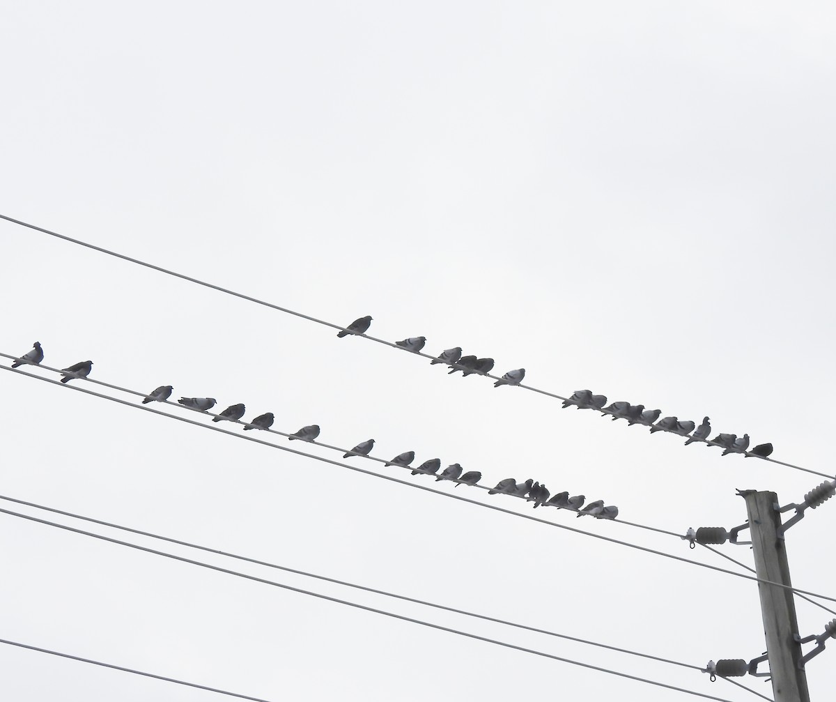 holub skalní (domácí) - ML646130586