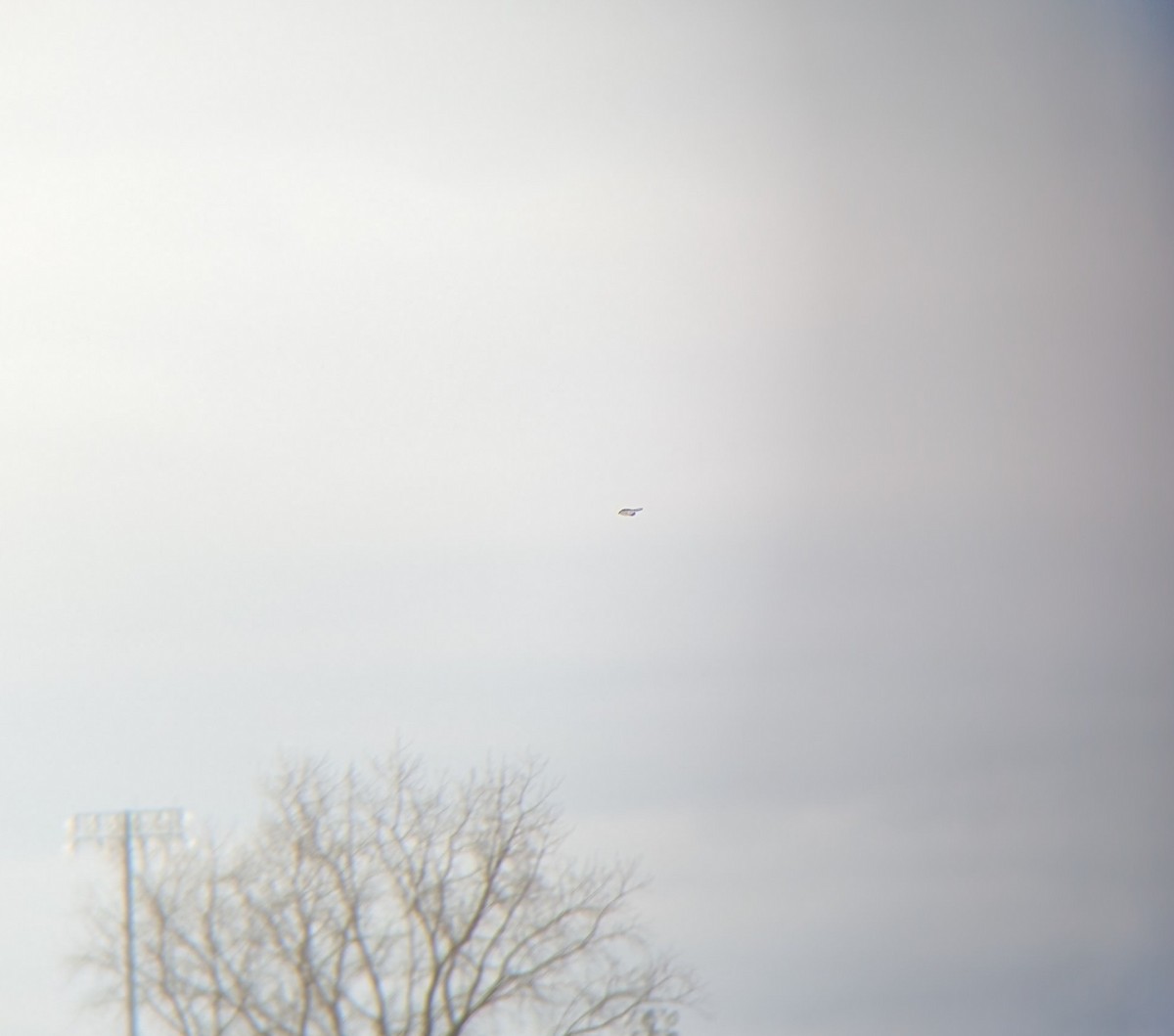 Умардын дунхай - ML646130589