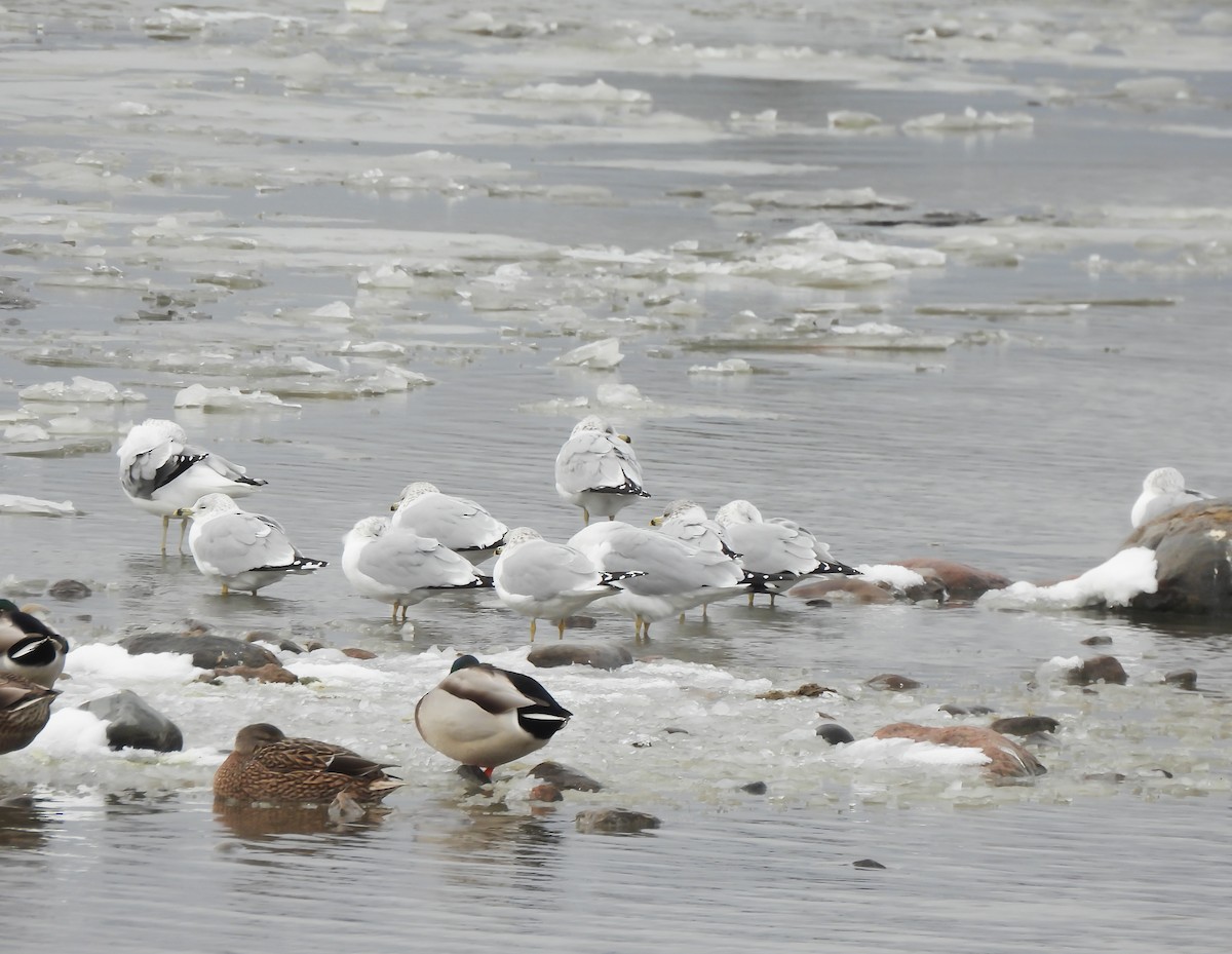 racek kroužkozobý - ML646130593