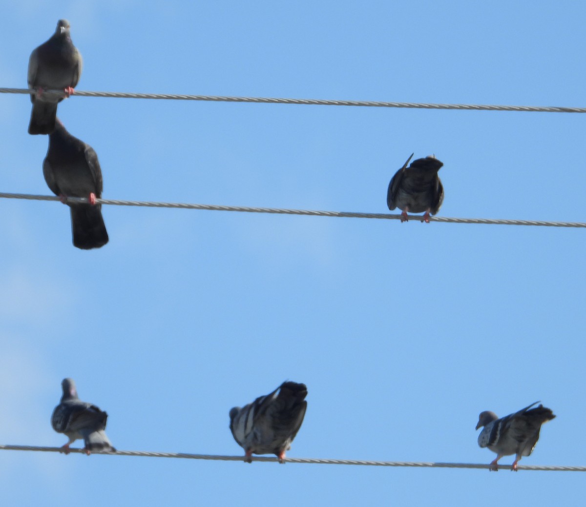 Rock Pigeon (Feral Pigeon) - ML646130594