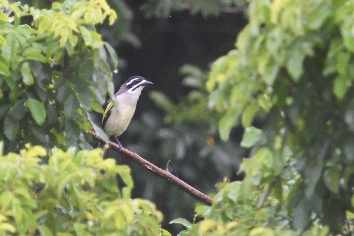 Barbudito Culigualdo - ML646130595