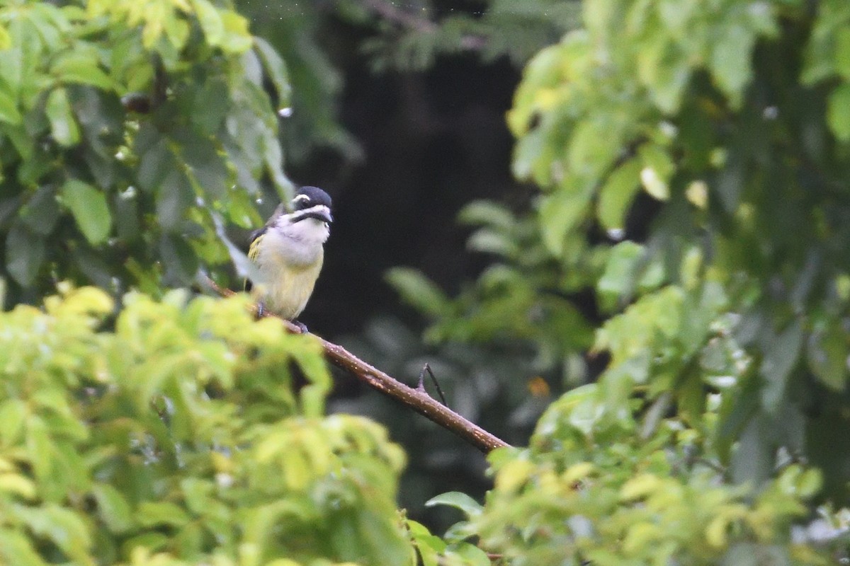 Barbudito Culigualdo - ML646130596