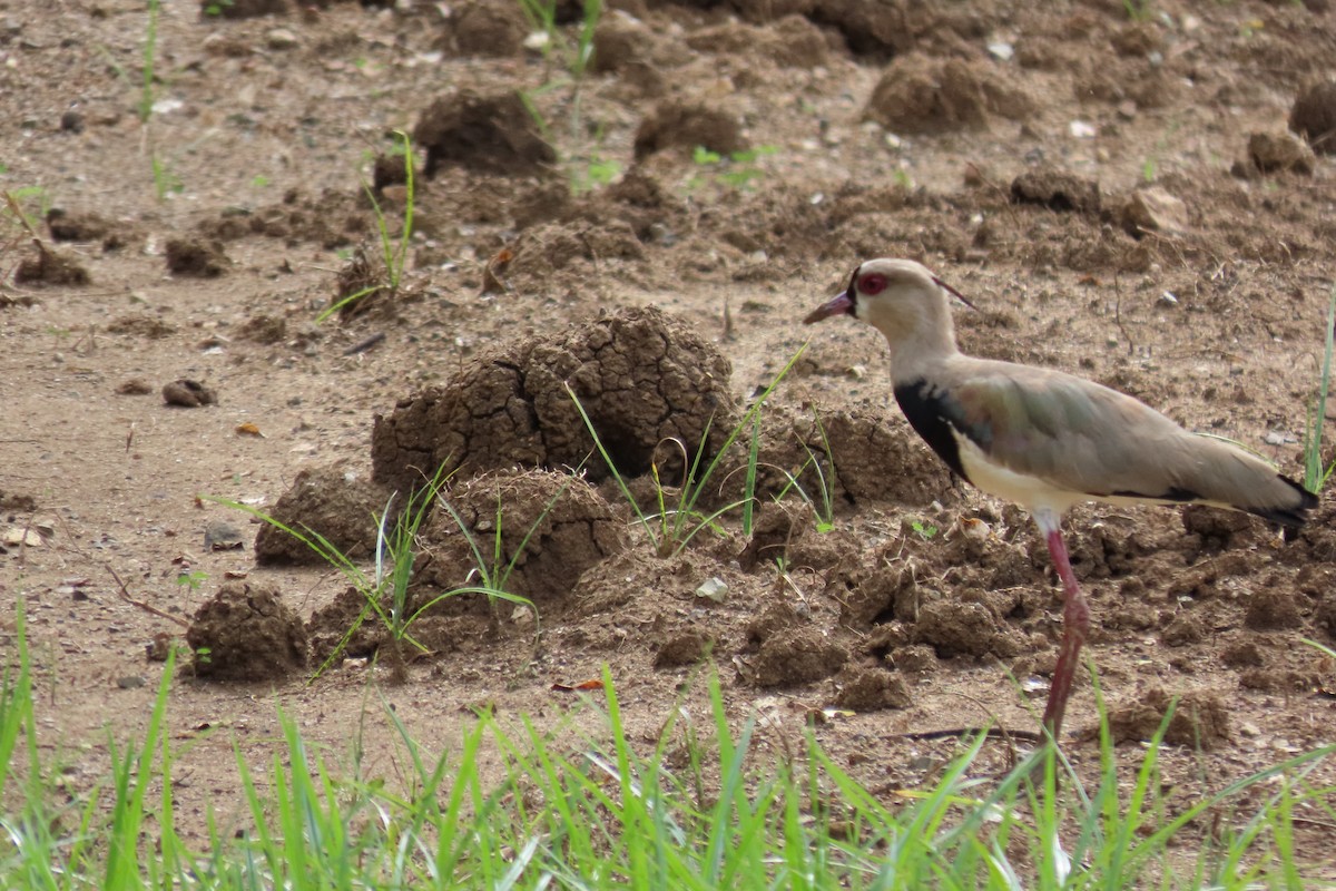 Southern Lapwing - ML646130599