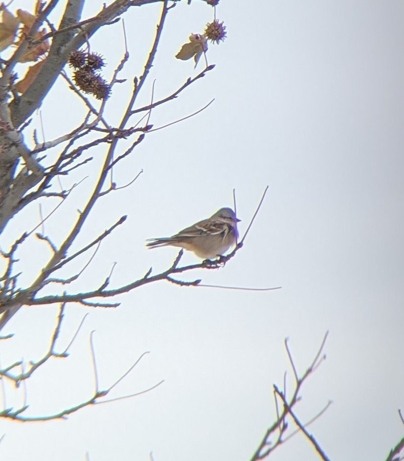 American Tree Sparrow - ML646130600