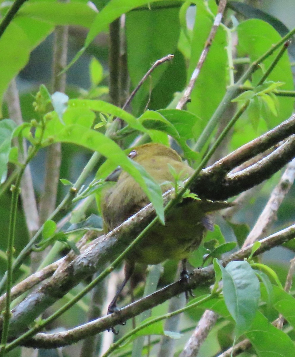 Carmiol's Tanager - ML646130604