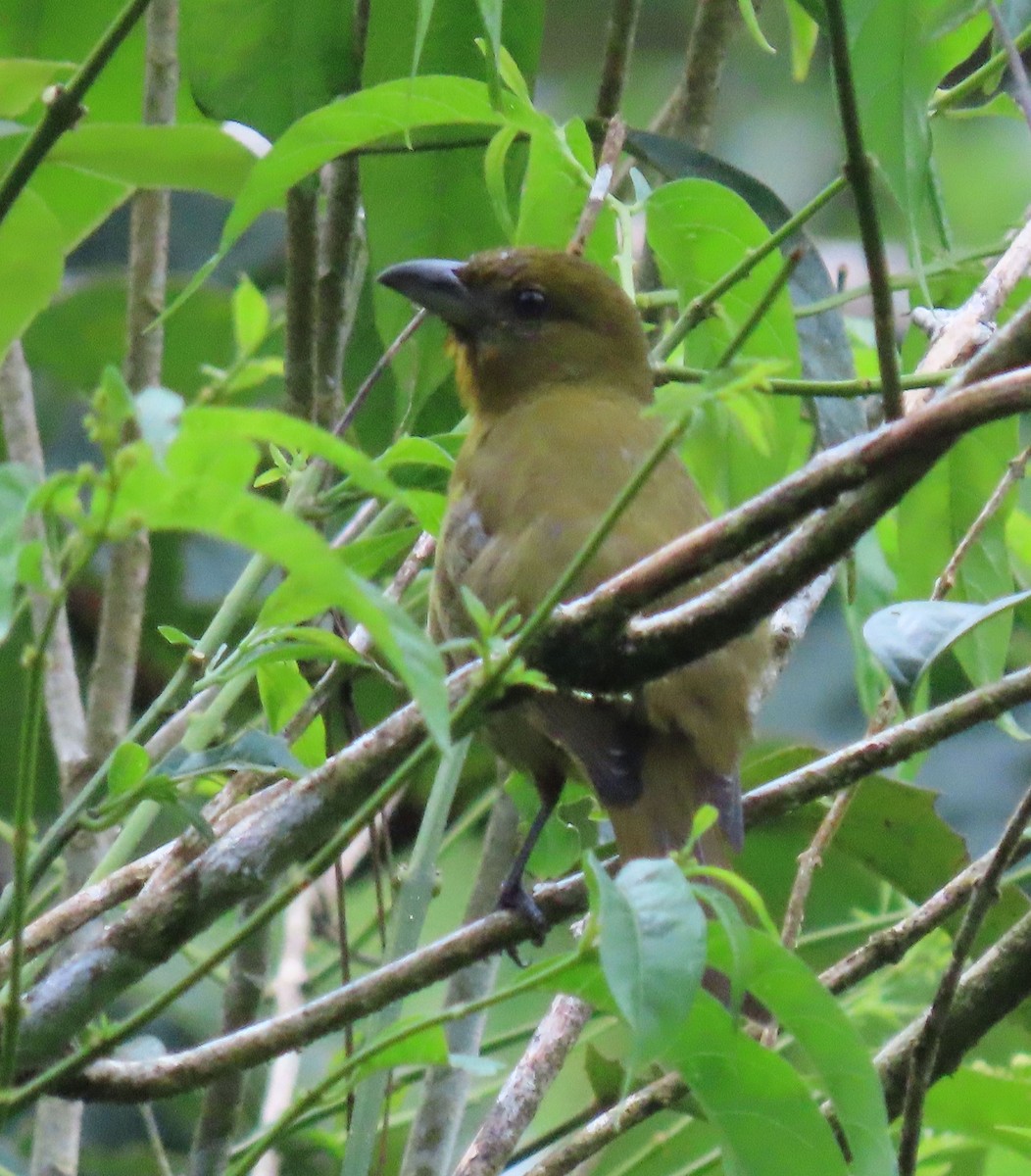 Carmiol's Tanager - ML646130605