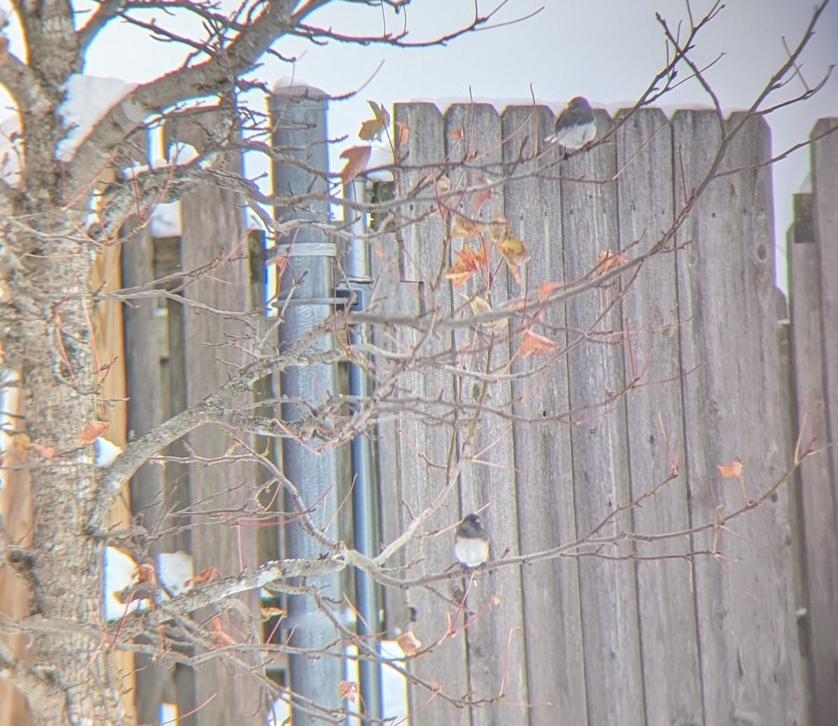 Dark-eyed Junco - ML646130607