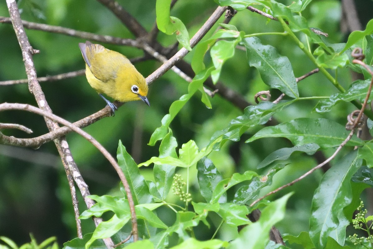 Zostérops d'Andersson - ML646130615