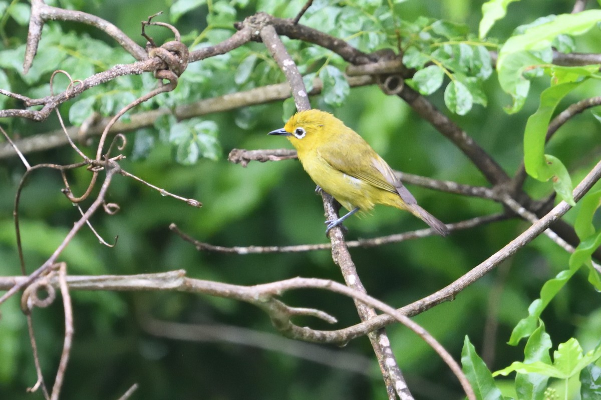 Southern Yellow White-eye - ML646130617