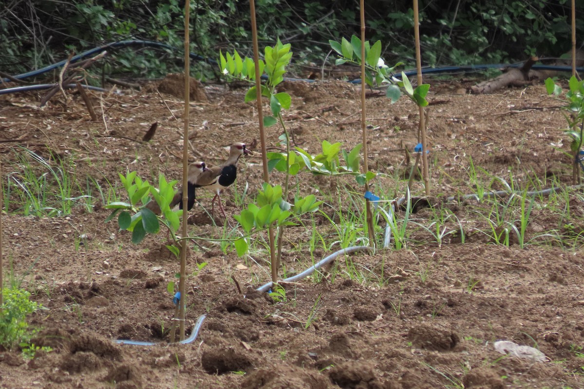 ナンベイタゲリ - ML646130619