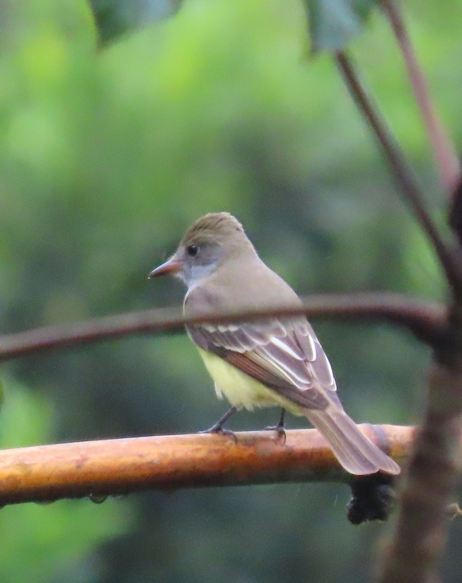 オオヒタキモドキ - ML646130621