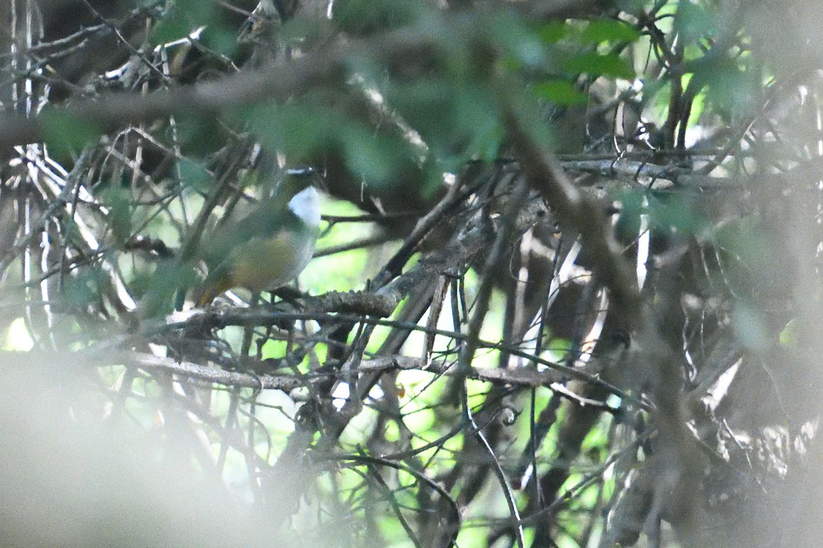 ノドジロツグミヒタキ - ML646130623