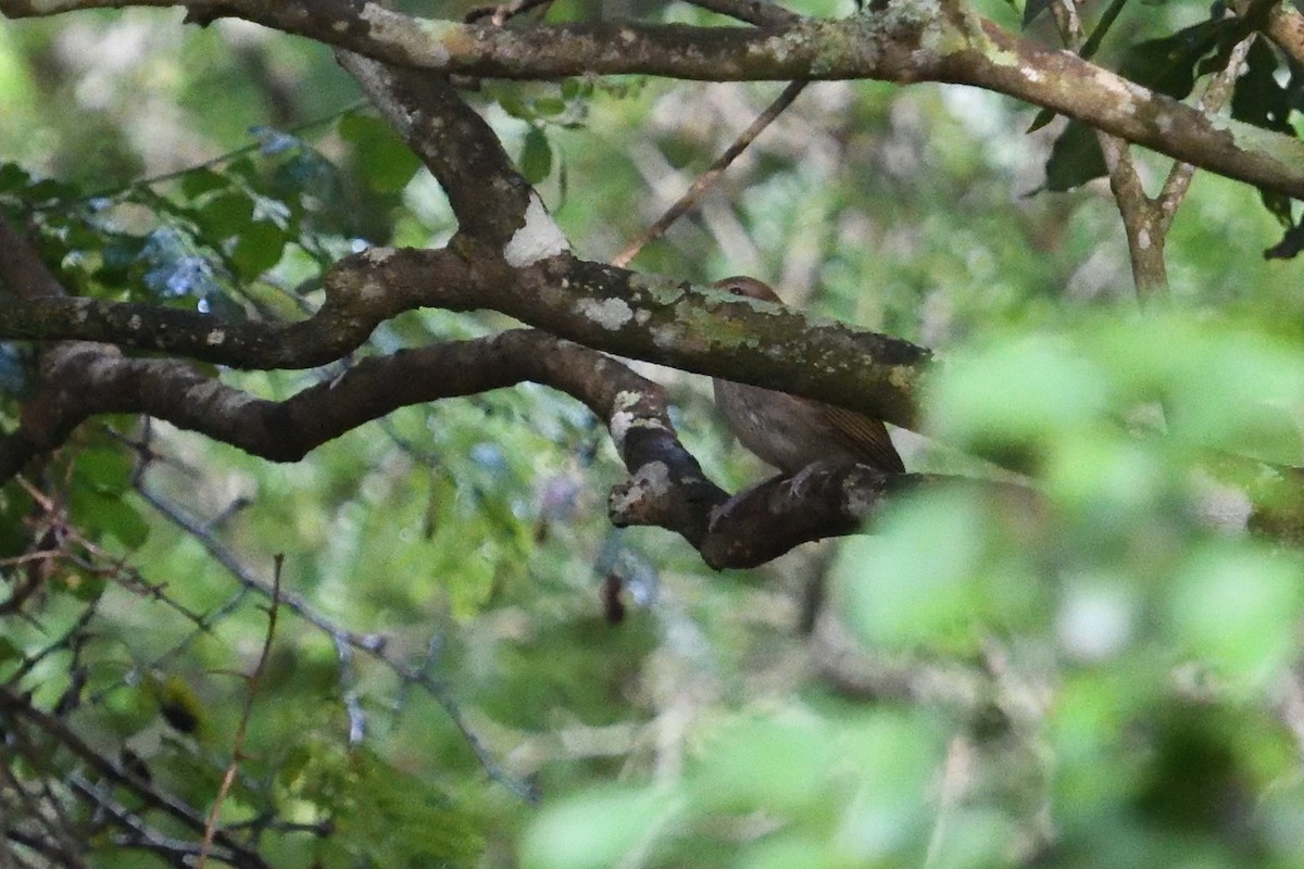 シロハラチャイロヒヨドリ - ML646130624