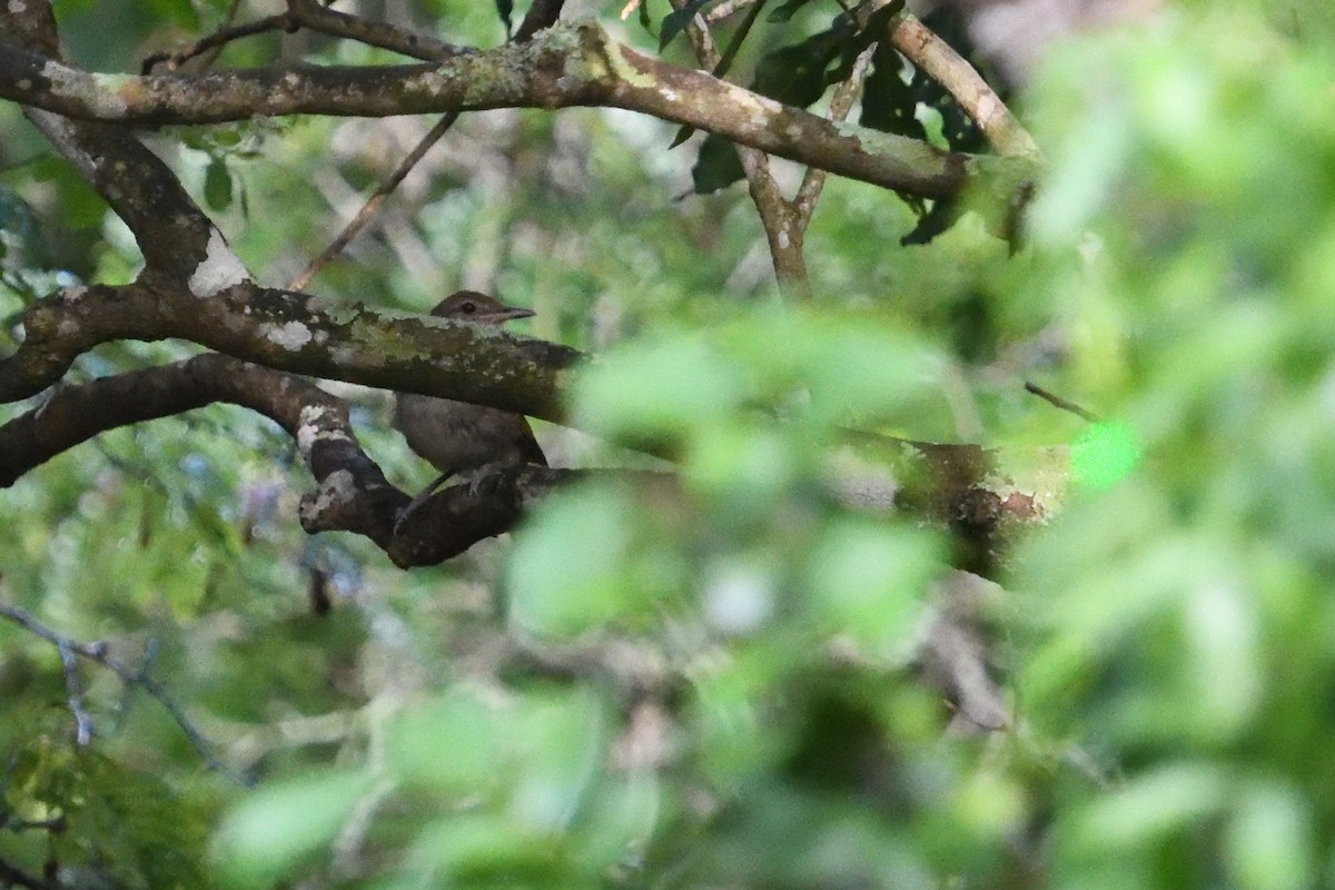 シロハラチャイロヒヨドリ - ML646130625