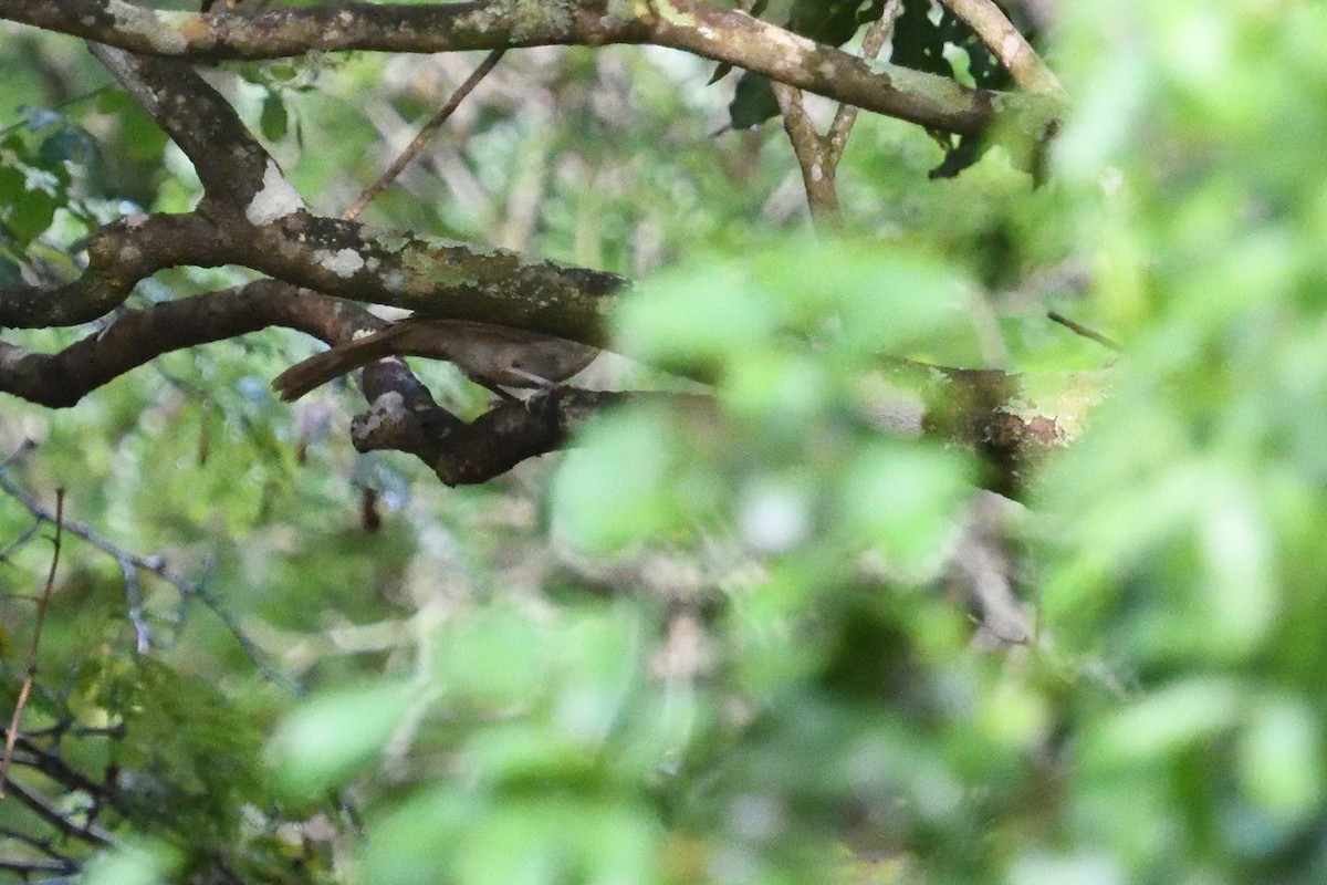 シロハラチャイロヒヨドリ - ML646130626