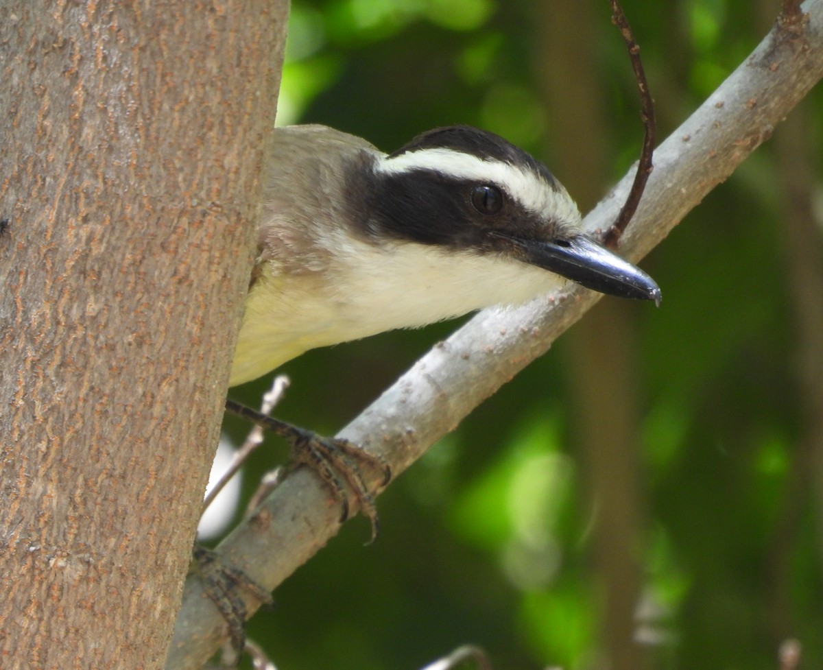 キバラオオタイランチョウ - ML646130630