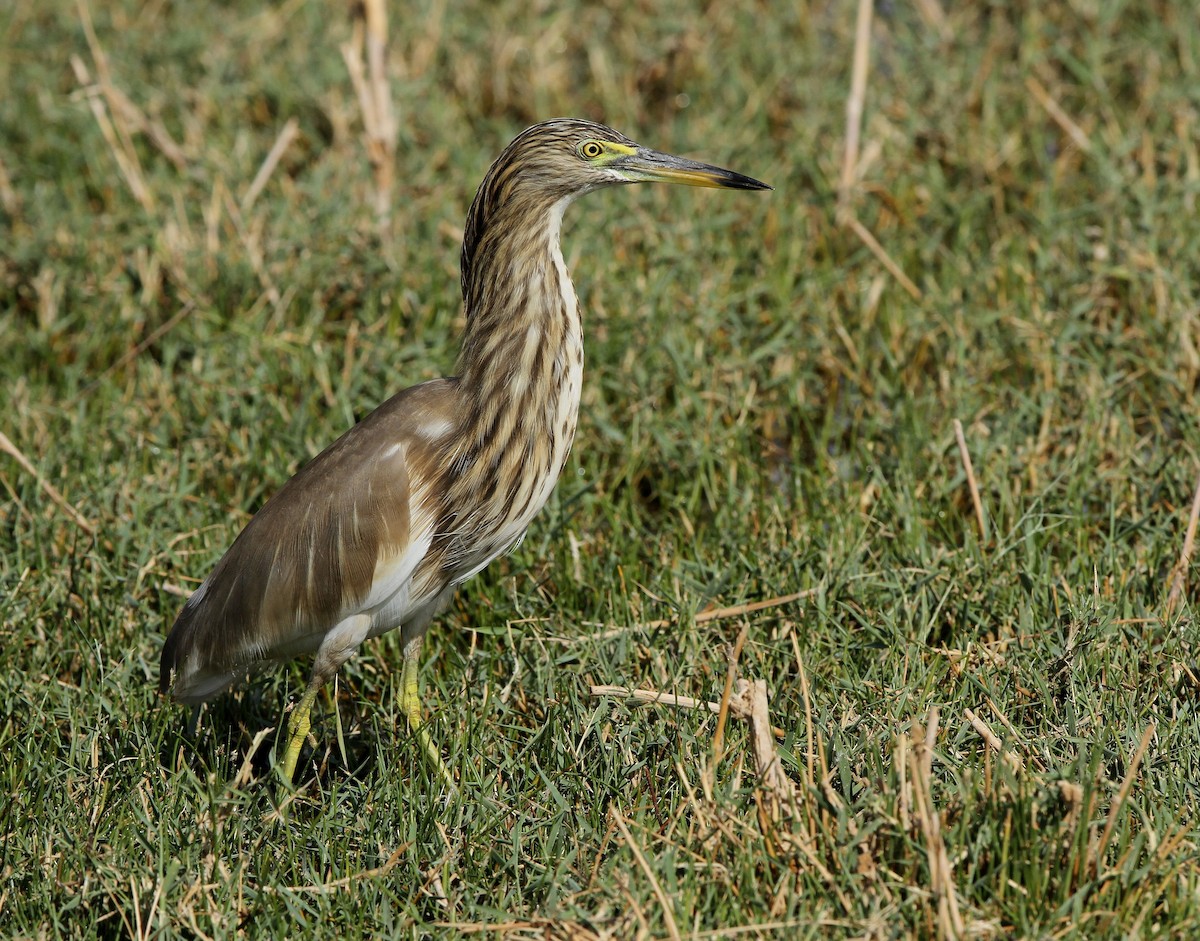 インドアカガシラサギ - ML646130631