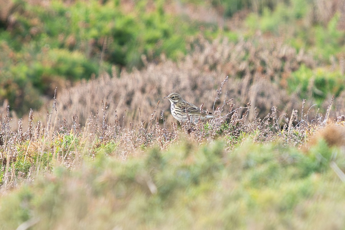 マキバタヒバリ - ML646130634