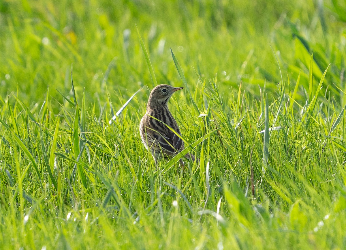 マキバタヒバリ - ML646130636