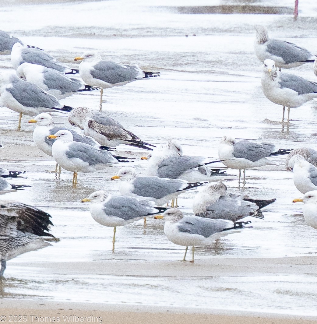 カリフォルニアカモメ - ML646130637