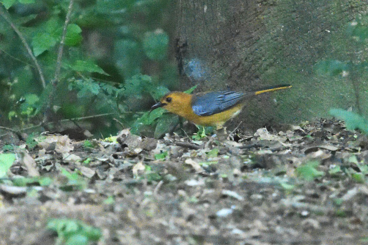 ズアカツグミヒタキ - ML646130638