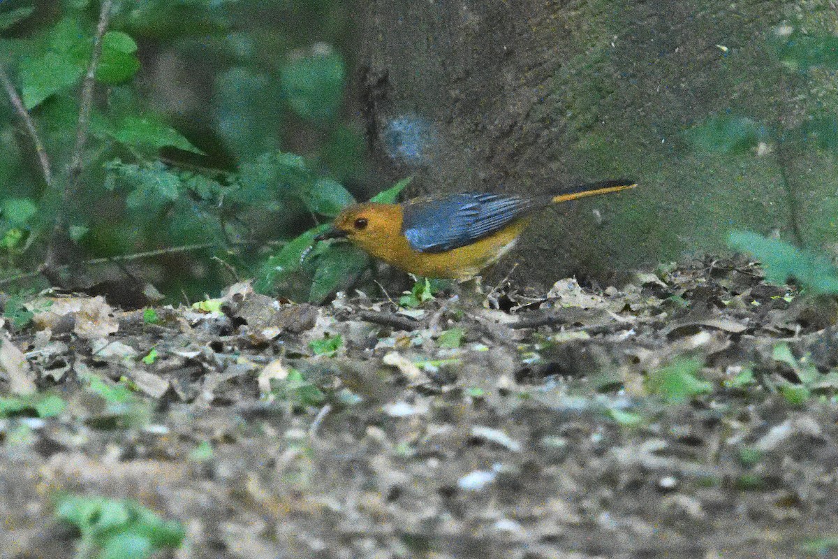 ズアカツグミヒタキ - ML646130640