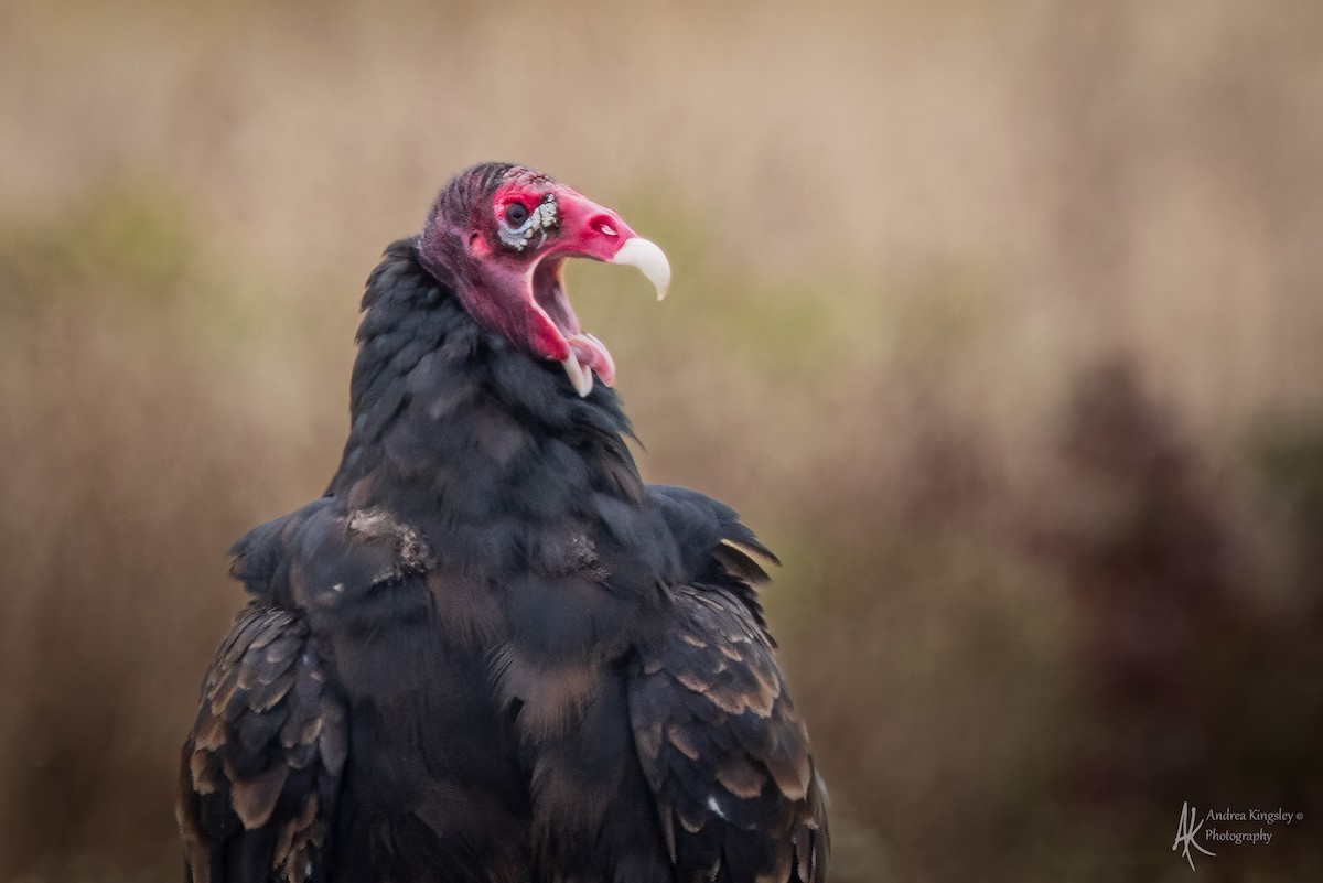 ヒメコンドル - ML646130642